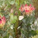 Zuid-Afrika bloemen
