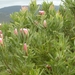 Zuid-Afrika bloemen