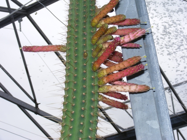 cleistocactus ipobanus