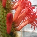 cleistocactus.serpens.   2