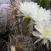 echinopsis ancistroporda