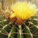 ferocactus.schwartzii