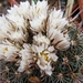 stenocactus. zacatecasensis