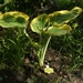 Hosta Liberty 001