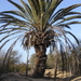 Gran Canaria Maspalomas 'Mijn' palmboom