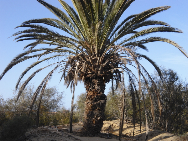 Gran Canaria Maspalomas 'Mijn' palmboom