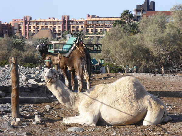 Gran Canaria Maspalomas. kameel of dromedaris ?