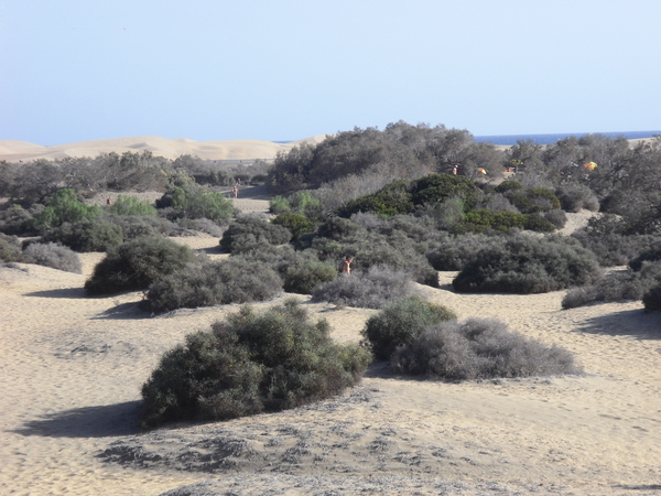 Gran Canaria Maspalomas Duinen