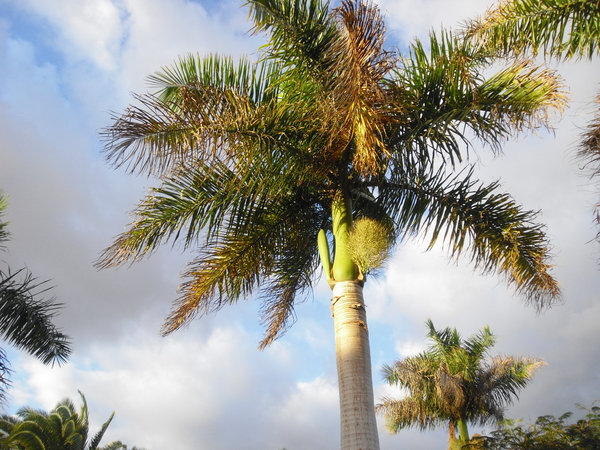 Gran Canaria Maspalomas