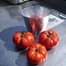 tomaten 26-08-2008 (2)