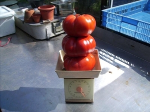 tomaten 26-08-2008