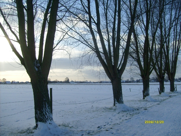 bomen in de sneeuw
