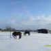 paardjes in de sneeuw