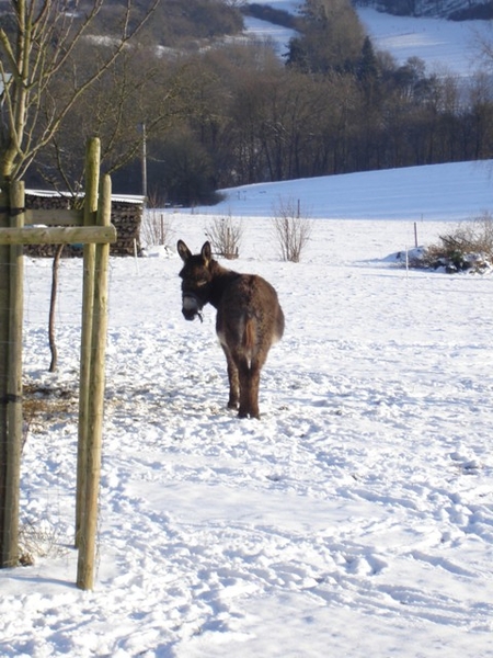 Ardennen wandeling Adeps Romedenne