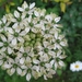 Allium Nigrum
