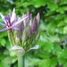 Allium christophii 1