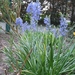Camassia leichtlinii Blue - Prairielelie
