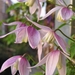 Clematis alpina  'Willy'