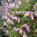 Clematis alpina  'Willy' (1)