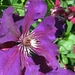 Clematis viticella  'Etoile Violette' (1)