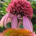 Echinacea purpurea 'Razzmatazz' - Zonnehoed (2)