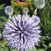 Echinops ritro 'Veitch's Blue'  - Kogeldistel