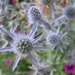 Eryngium alpinum 'Blue Star' - Kruisdistel