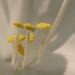 Hosta macro bloem IMG_4237