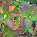 Hydrangea in herfstkleur