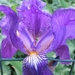 Iris siberica 'Blue Star'