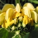 Phlomis russeliana - Brandkruid