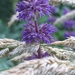 Salvia Verticulata 'Purple Rain' (2)