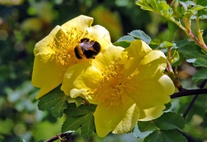 van bijtjes en bloemen (1)