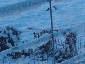 sneeuw3jan2010 001