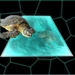 zeeschildpad3