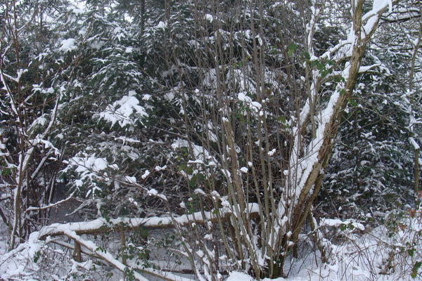 Winter December 2009 09