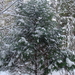 Winter December 2009 20