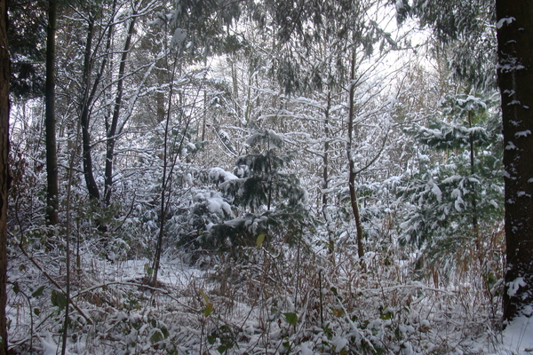 Winter December 2009 21