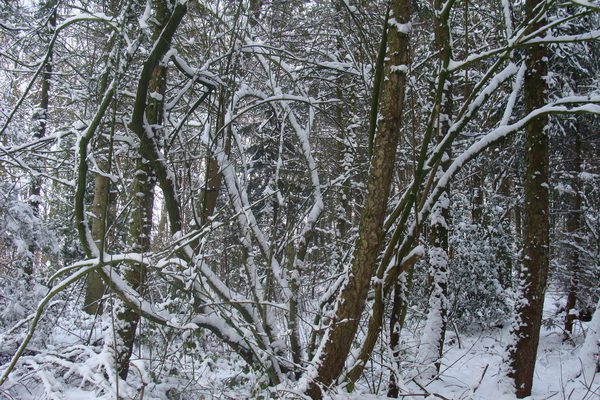 Winter December 2009 22
