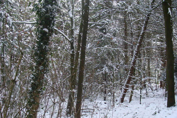 Winter December 2009 27