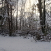 Winter December 2009 31