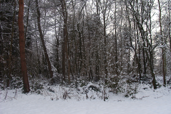 Winter December 2009 33
