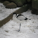 2010-01-06 zoo in de sneeuw (6)