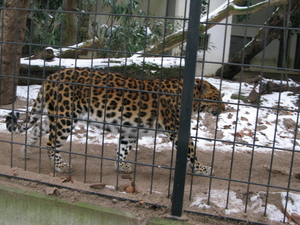 2010-01-06 zoo in de sneeuw (12)