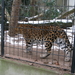 2010-01-06 zoo in de sneeuw (13)