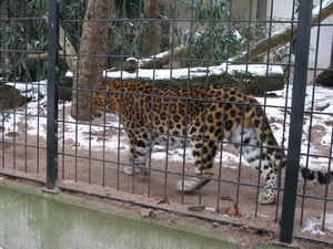 2010-01-06 zoo in de sneeuw (13)