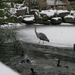 2010-01-06 zoo in de sneeuw (51)