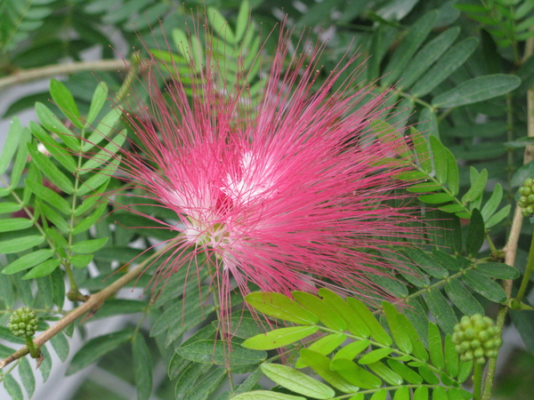tropische bloeiende plant