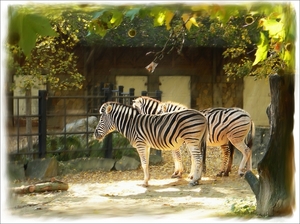 zebra\'s