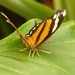 vlinder duitsland